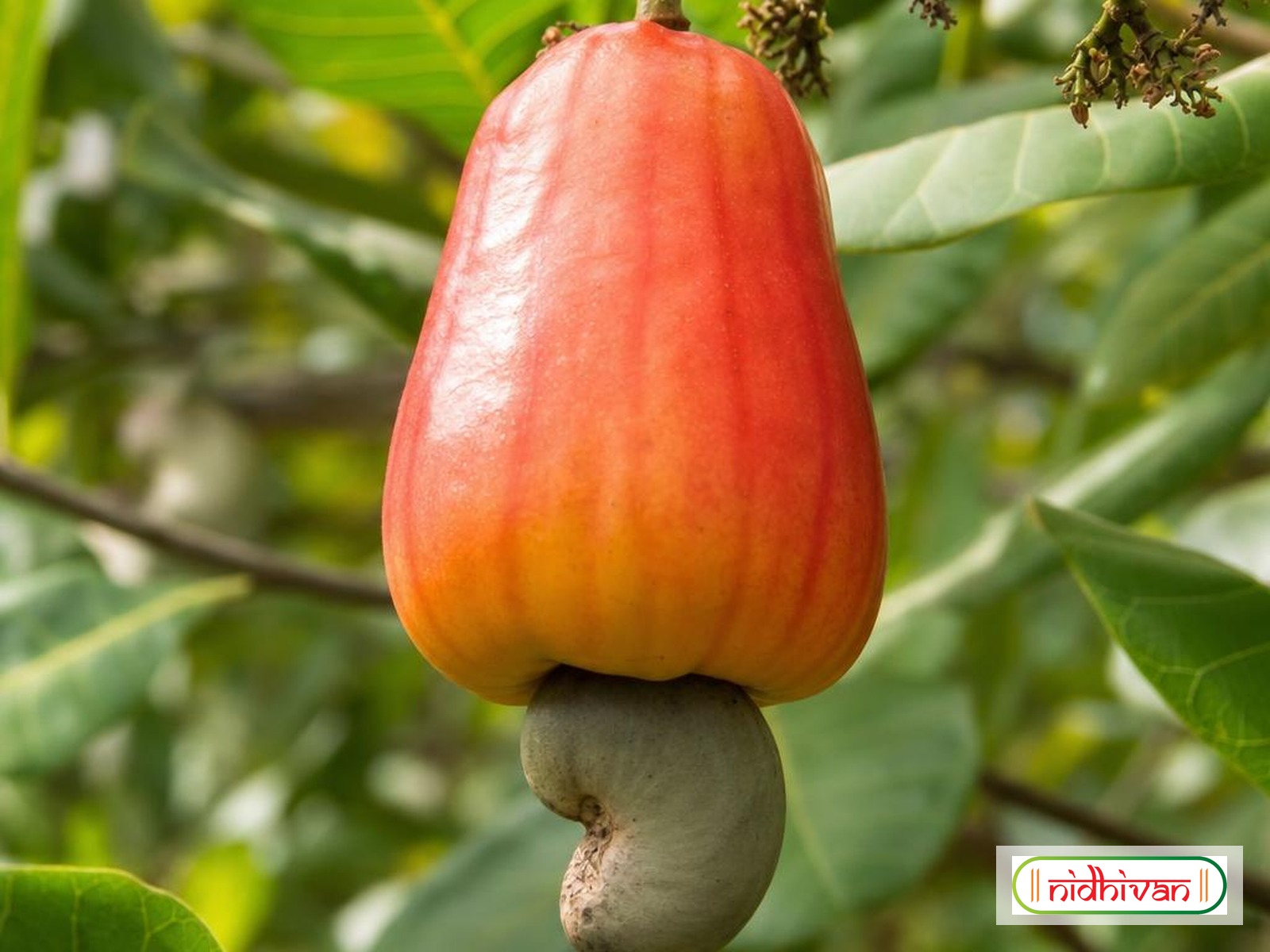 Where cashews come from